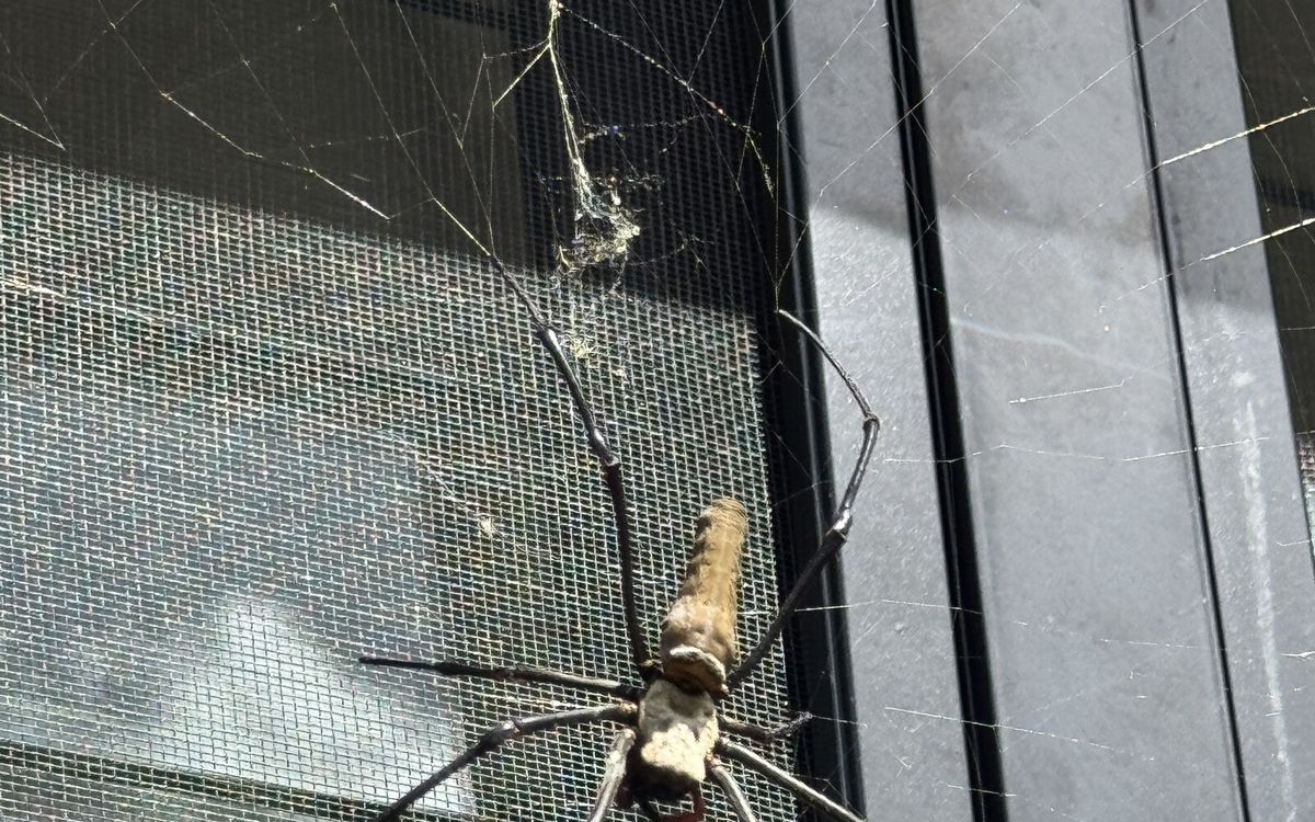 Why Spider Webs Keep Coming Back