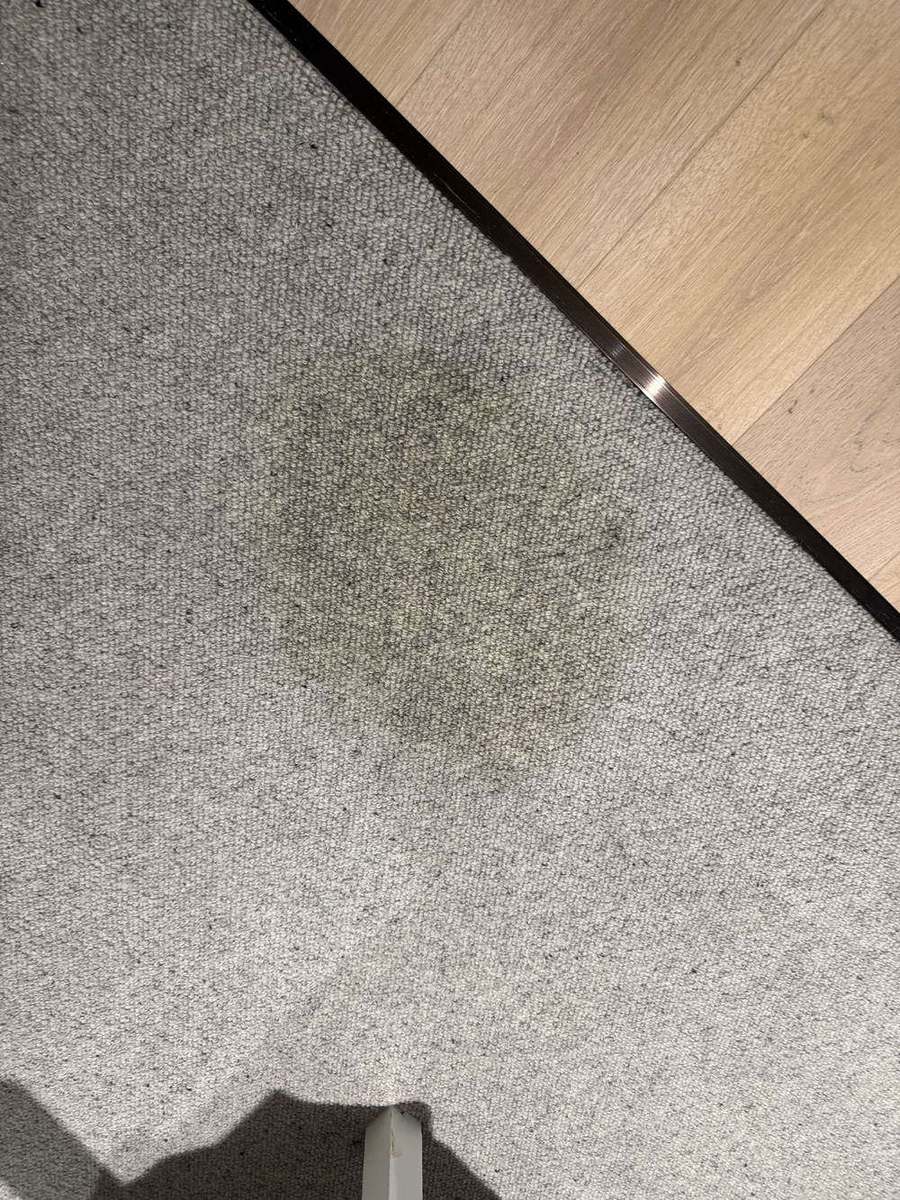 cat urine patch on natural wool loop carpet beside timber flooring, cat urine carpet cleaning Mermaid Beach CPH Services Gold Coast