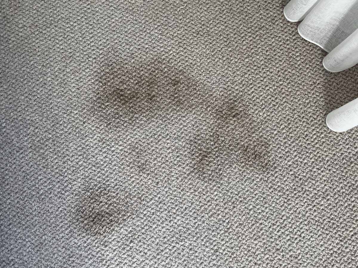 carpet cleaning Elanora CPH Services Gold Coast
