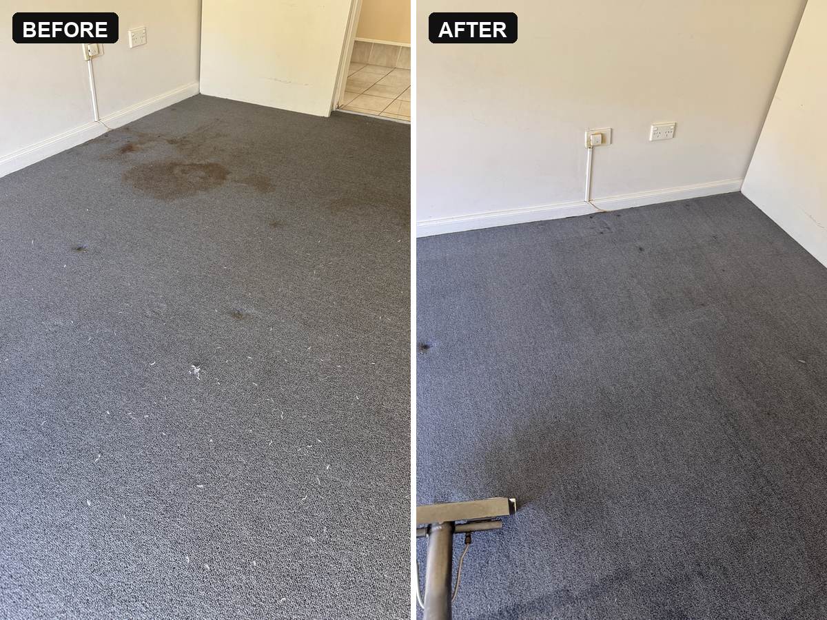 before and after end of lease carpet cleaning Benowa heavy pet marks lifted from a carpeted room CPH Services Gold Coast