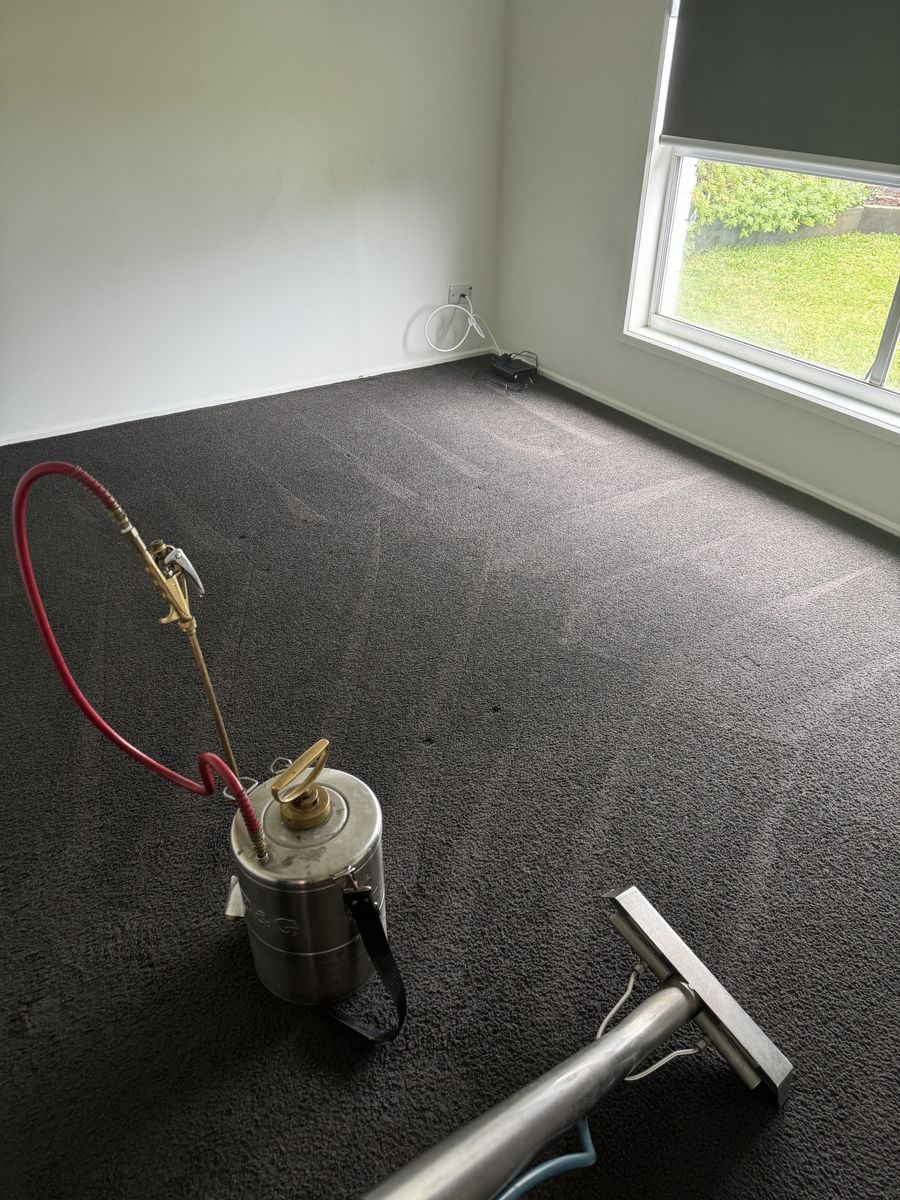Effective Ways to Get Rid of Fleas in Carpets and Upholstery
