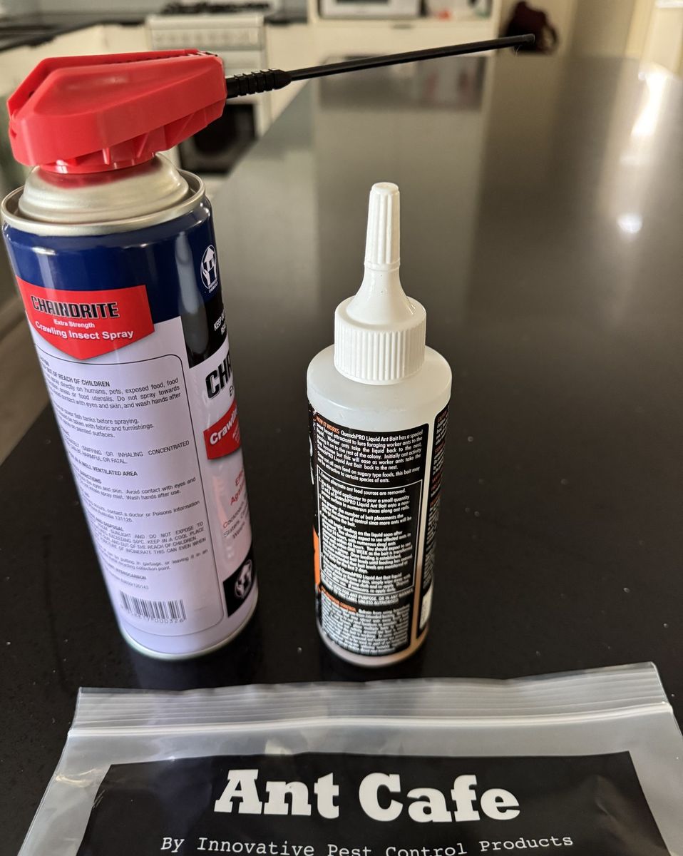 Steps to Take If You Find Ants in Your Kitchen