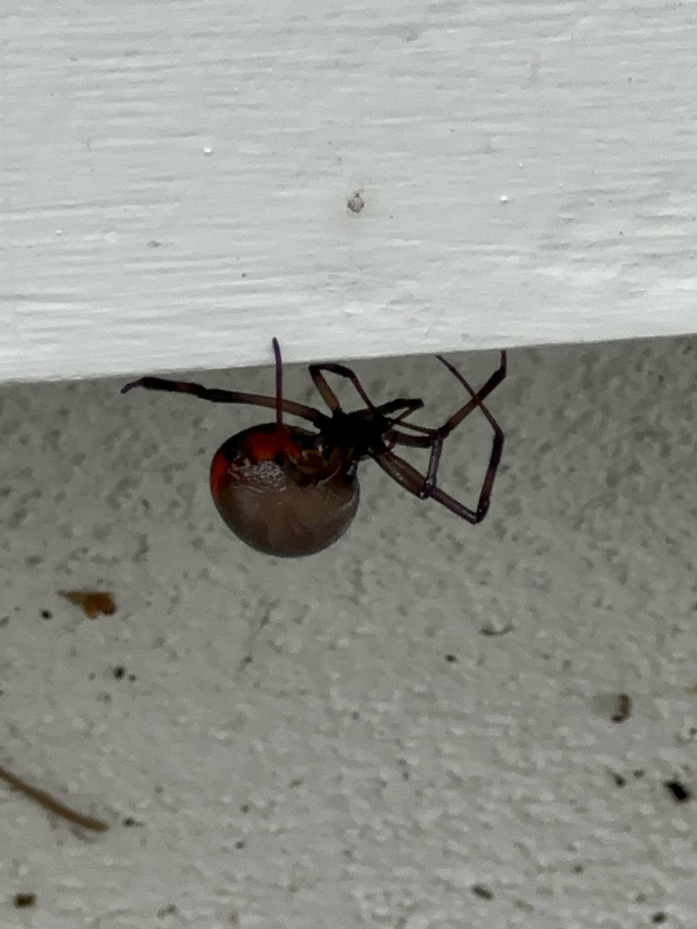 pest control Gold Coast rental property redback spider treatment CPH Services
