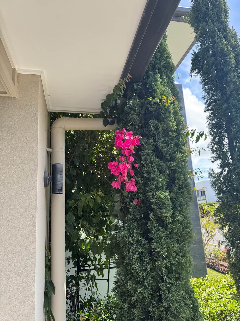pest control Helensvale conifer and bougainvillea touching the house wall and downpipe, a bridge for ants, CPH Services Gold Coast