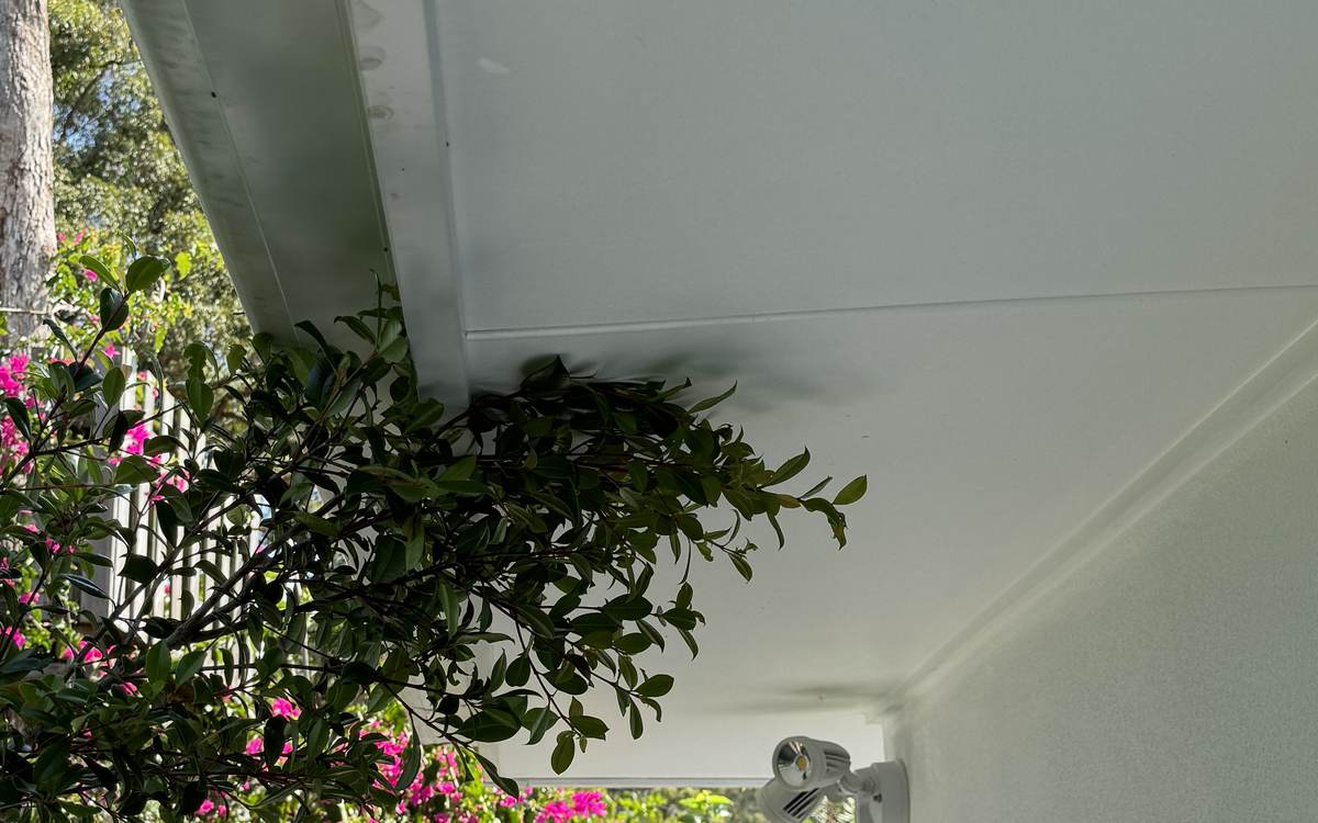 pest control Tugun CPH Services Gold Coast, branches touching the eaves