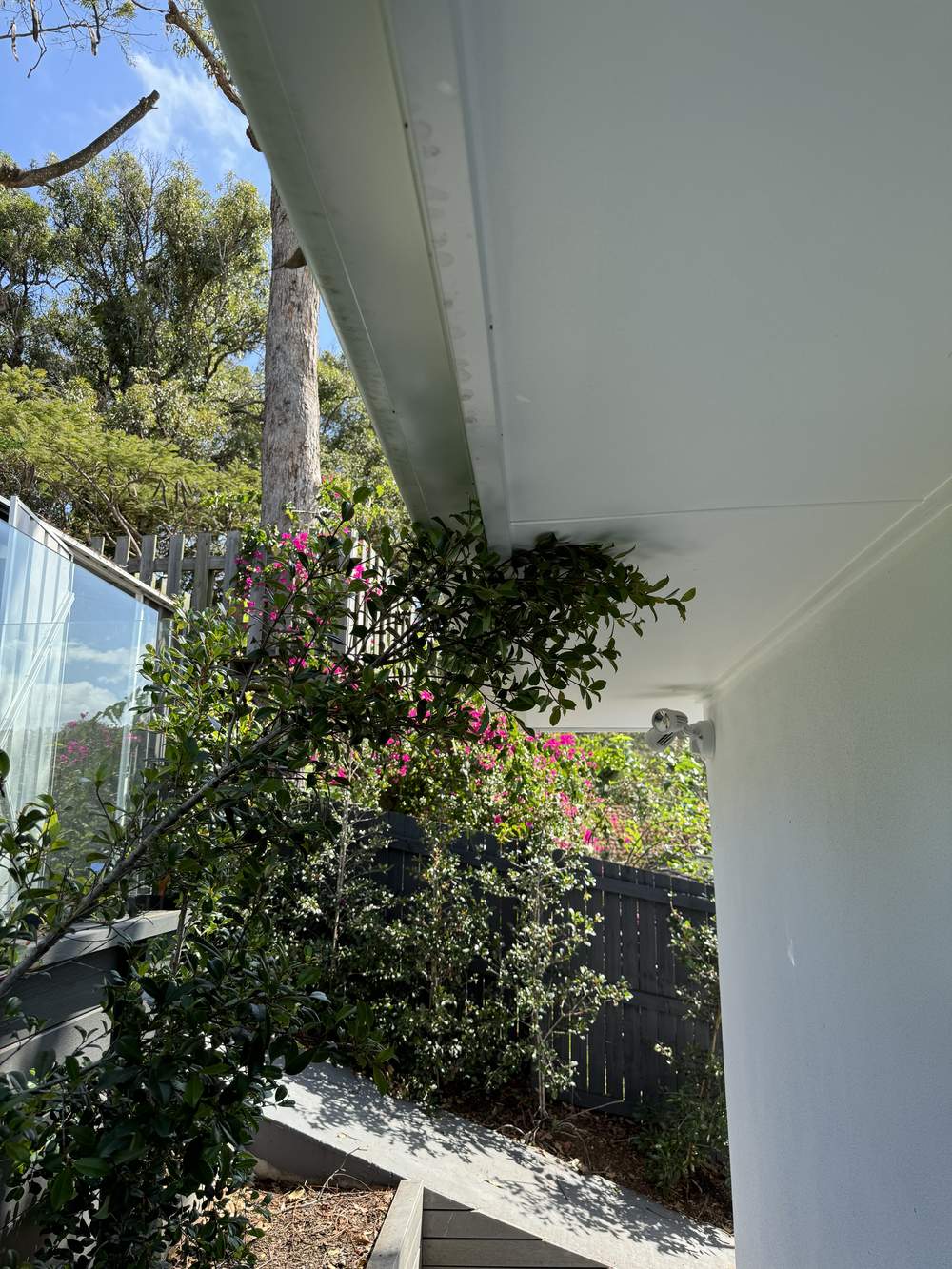 pest control Tugun CPH Services Gold Coast, branches touching the eaves
