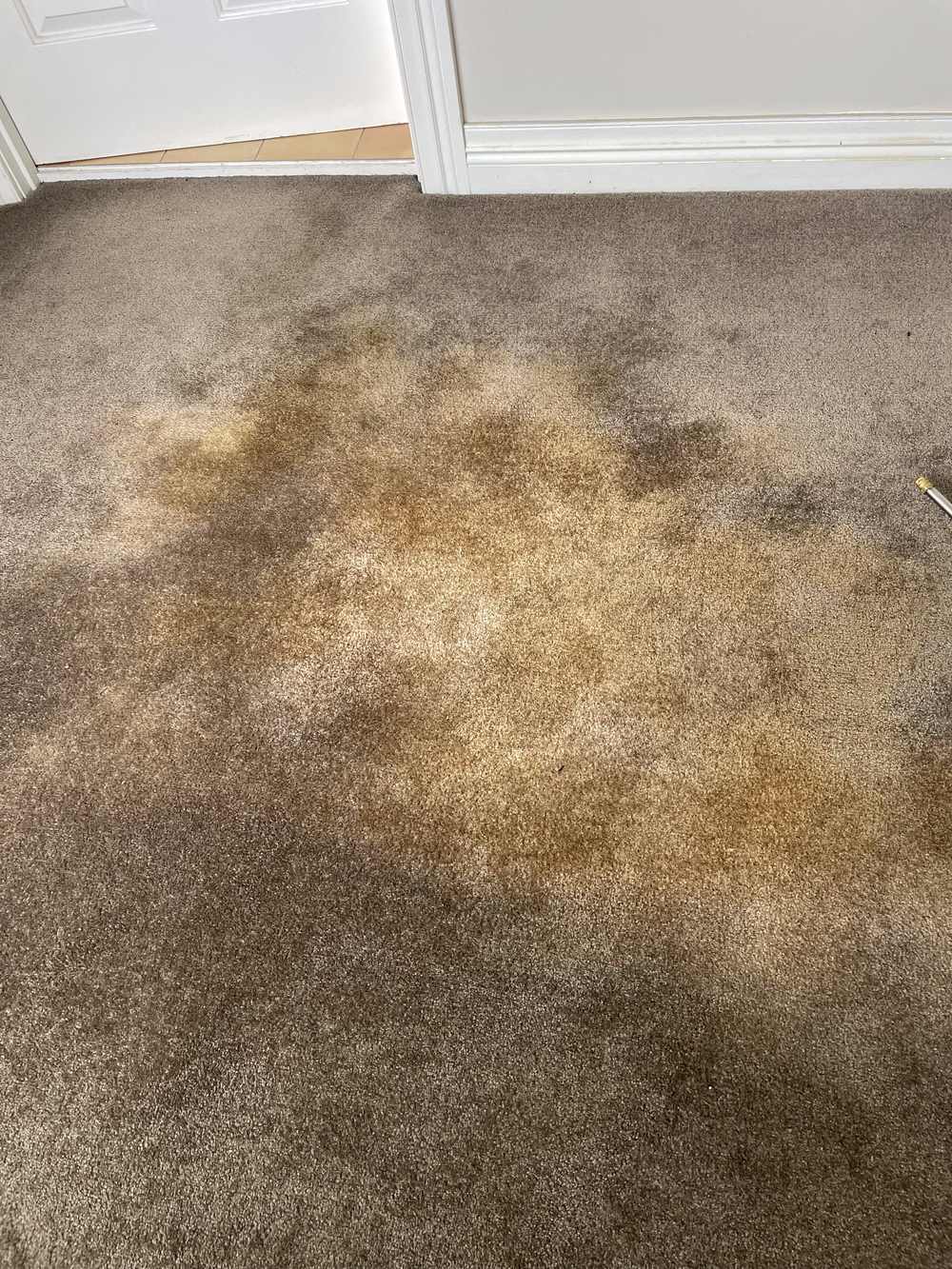 pet stain carpet Gold Coast set in staining CPH Services Gold Coast