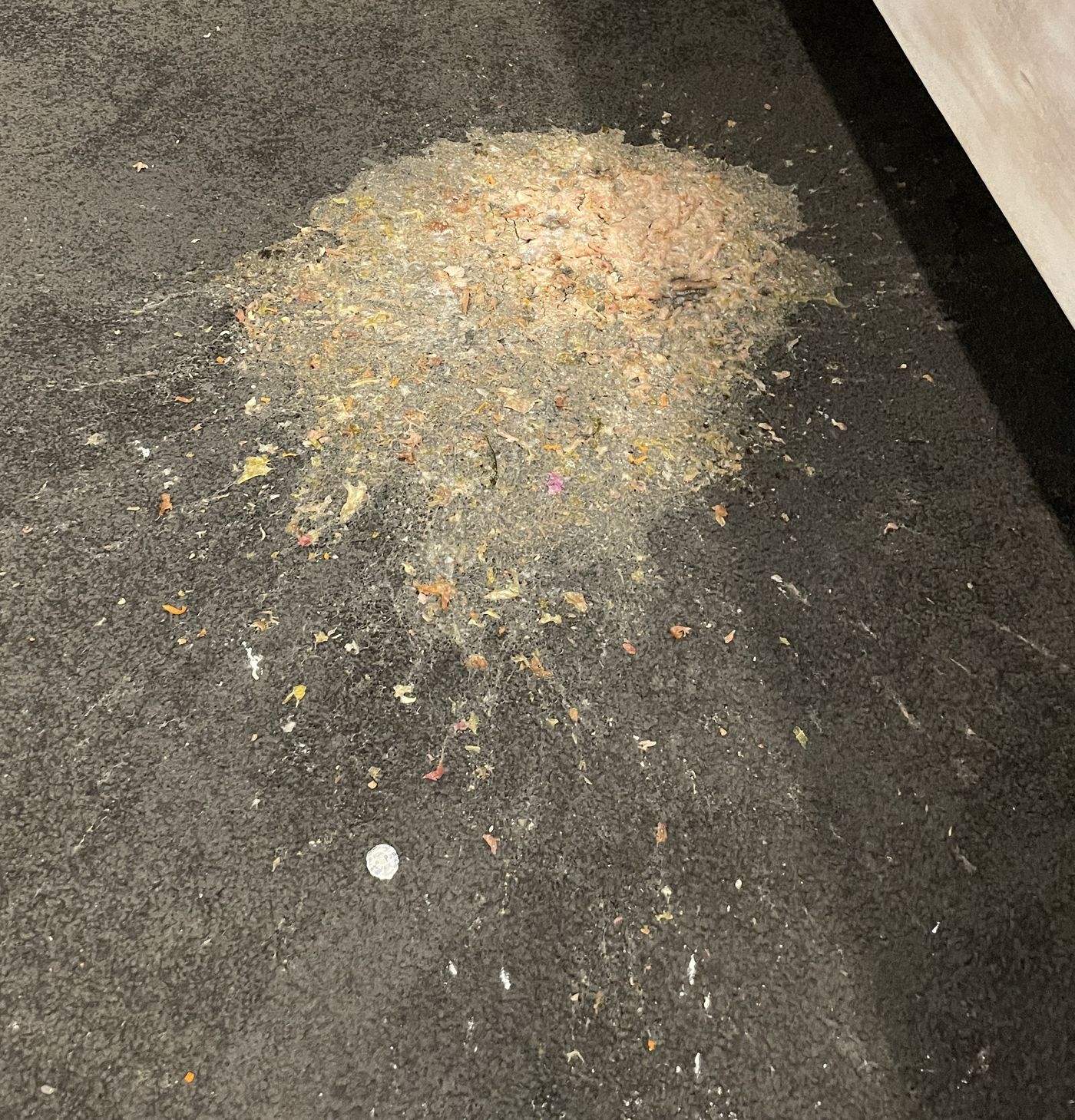 Vomit on Carpet: Quick Response Before It Sets In